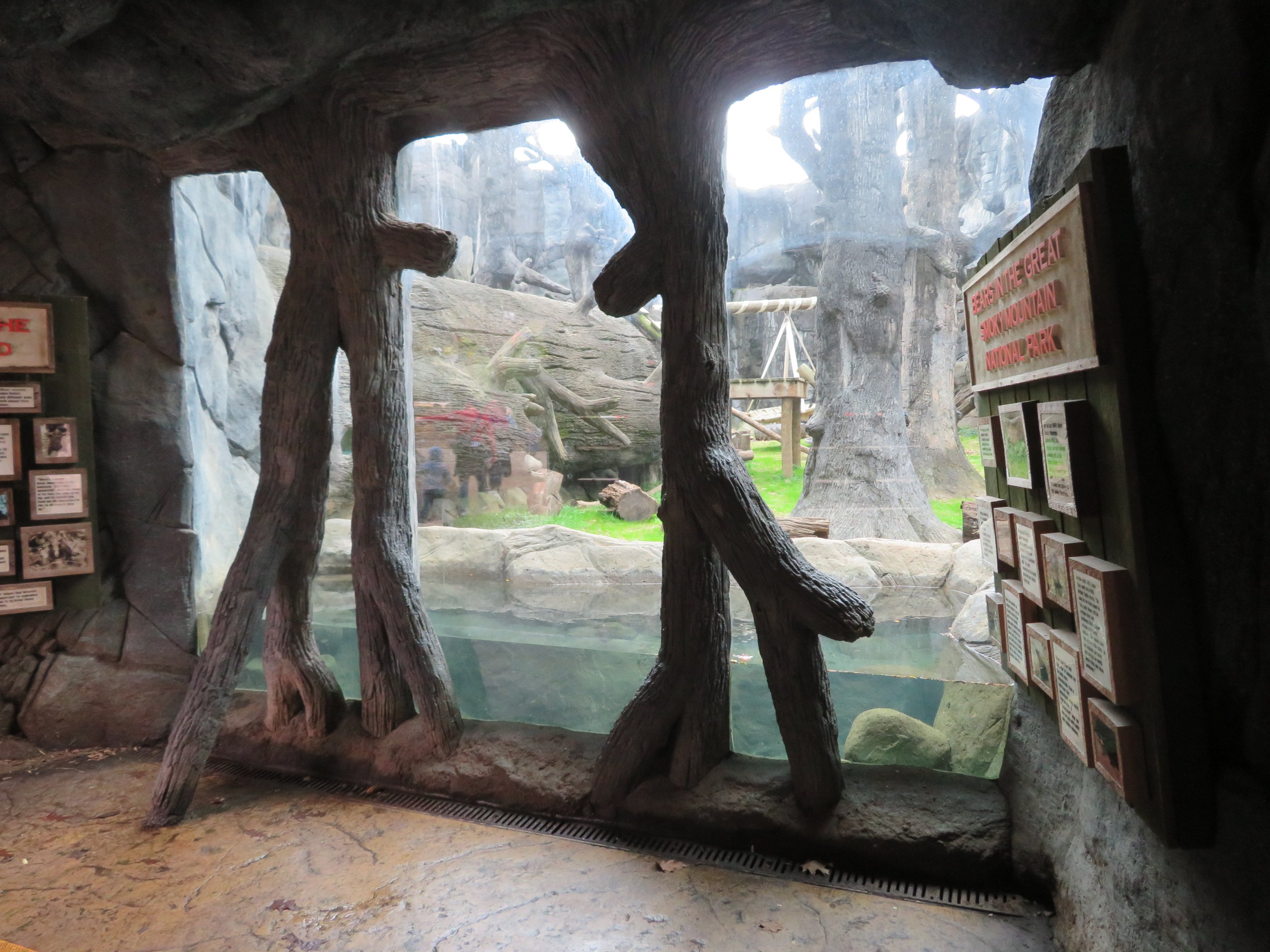 Black Bear Viewing Window