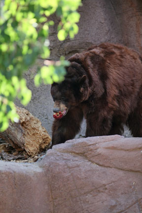 black bear with apple