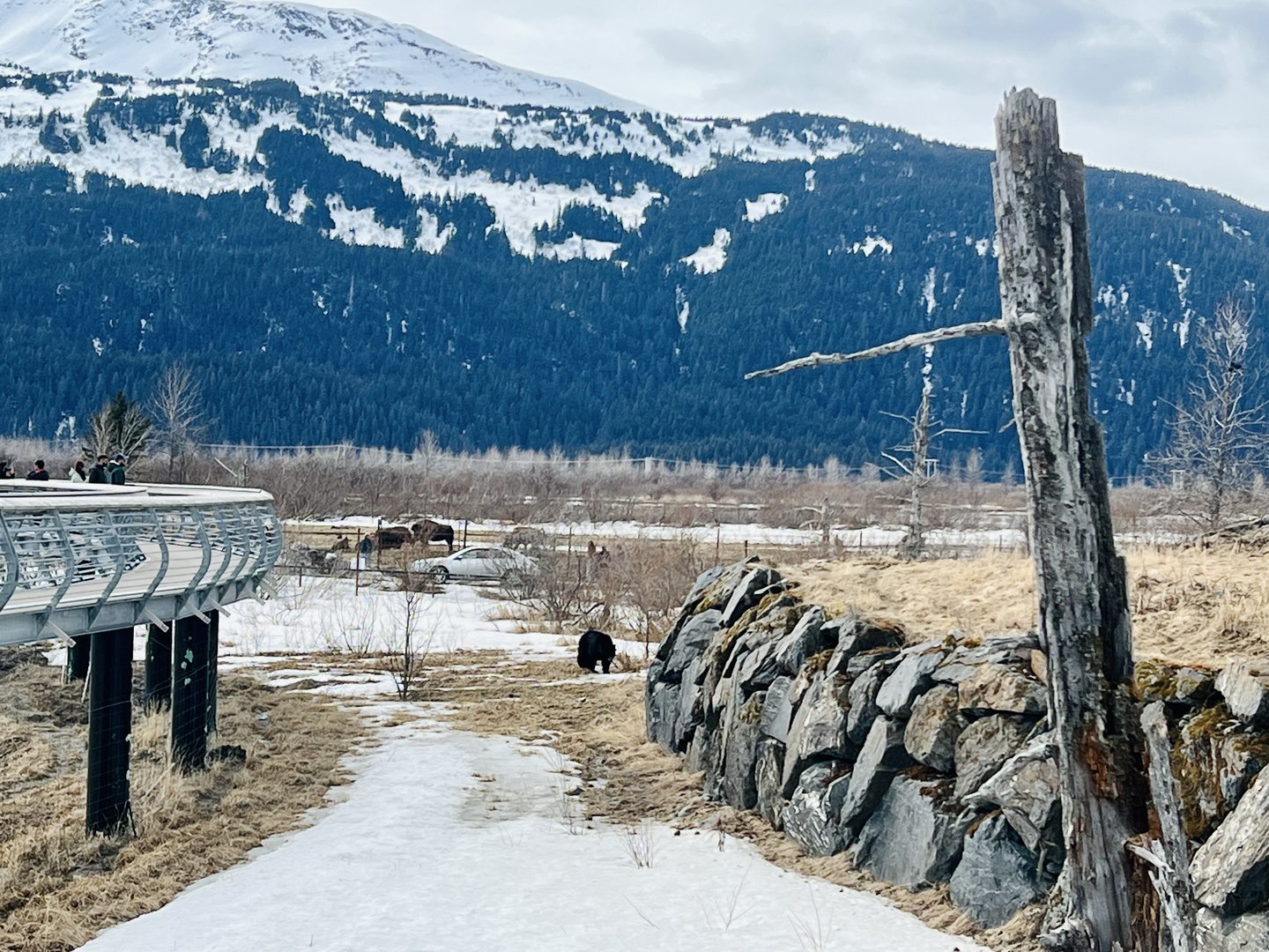 Black Bear with Wood Bison beyond