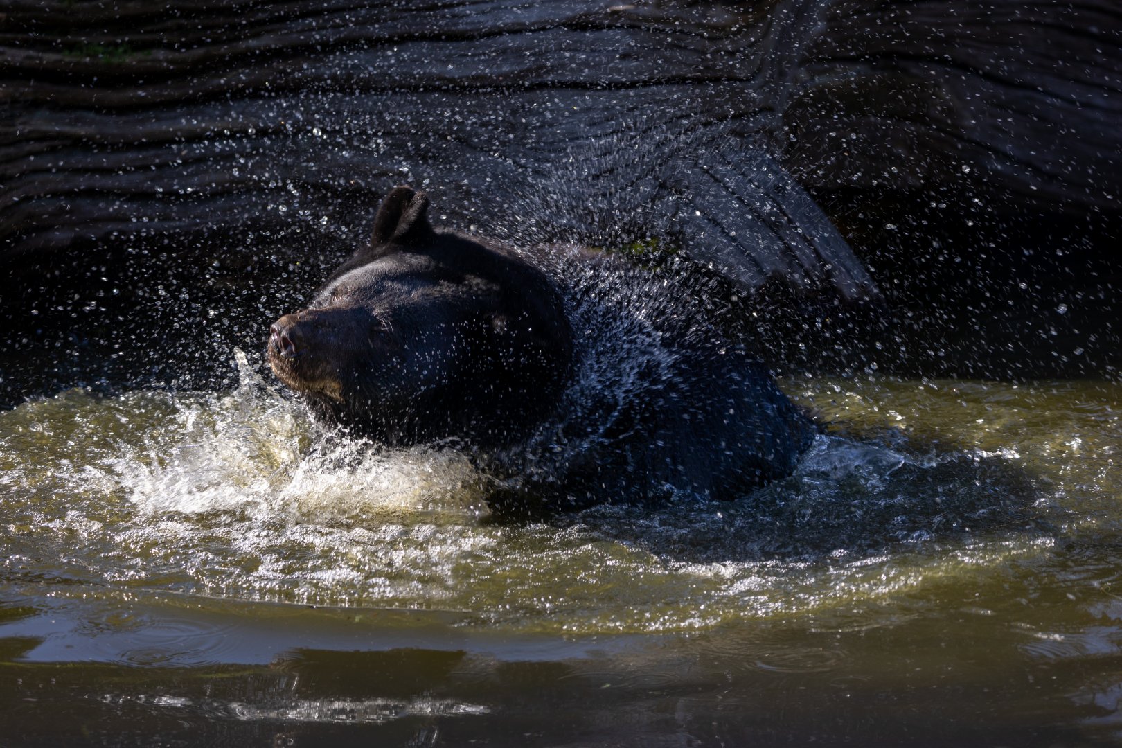 Black Bear  / Woburn / 15-10-21