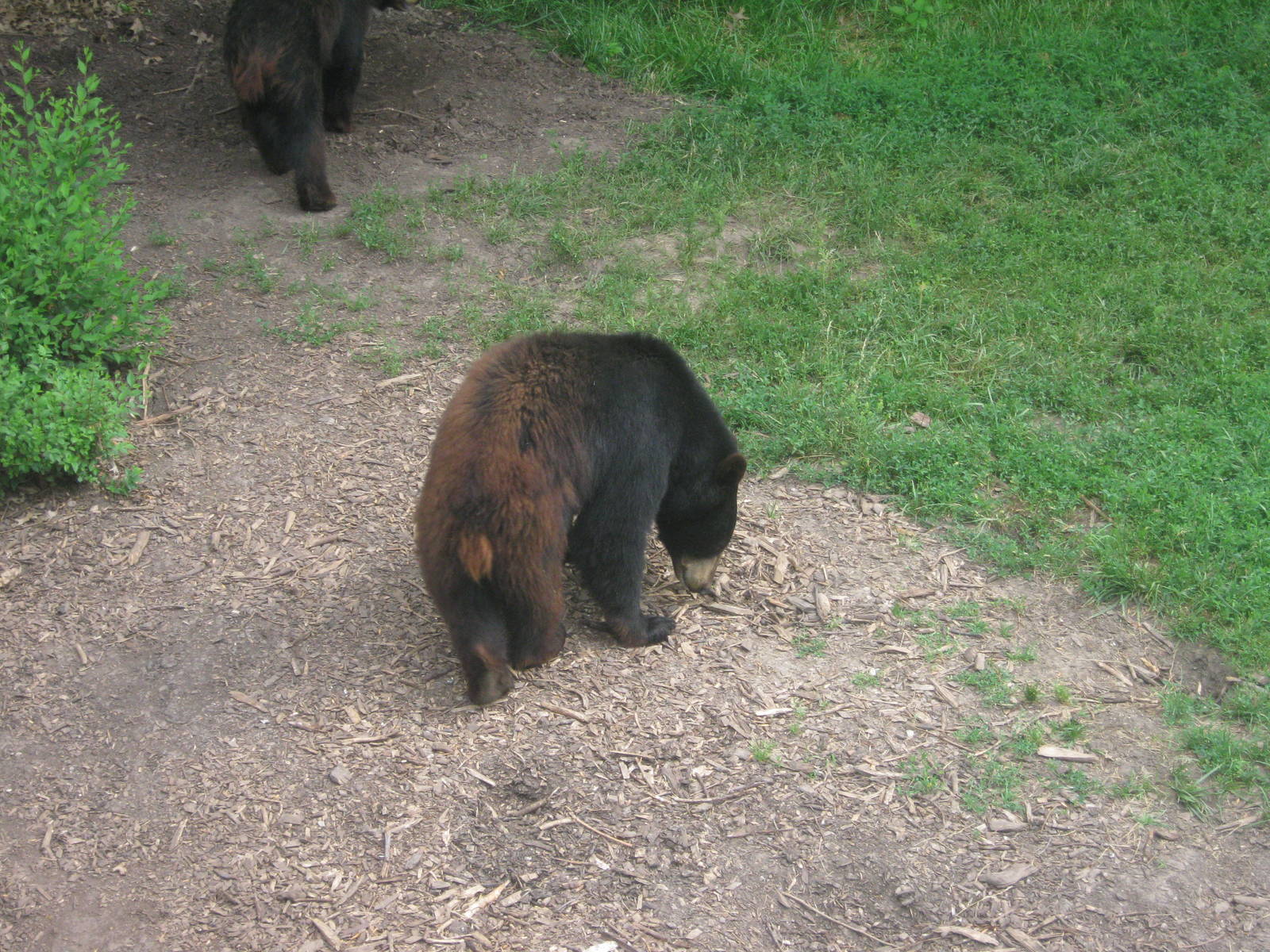 Black Bear Woods-American Black Bear