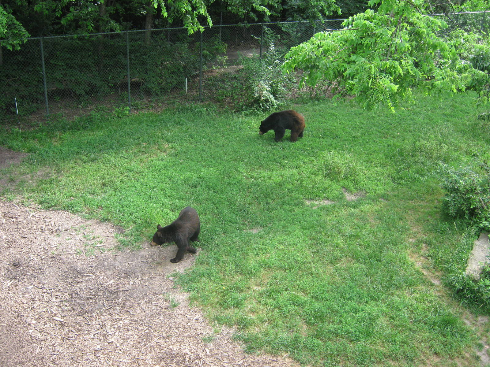 Black Bear Woods-American Black Bears