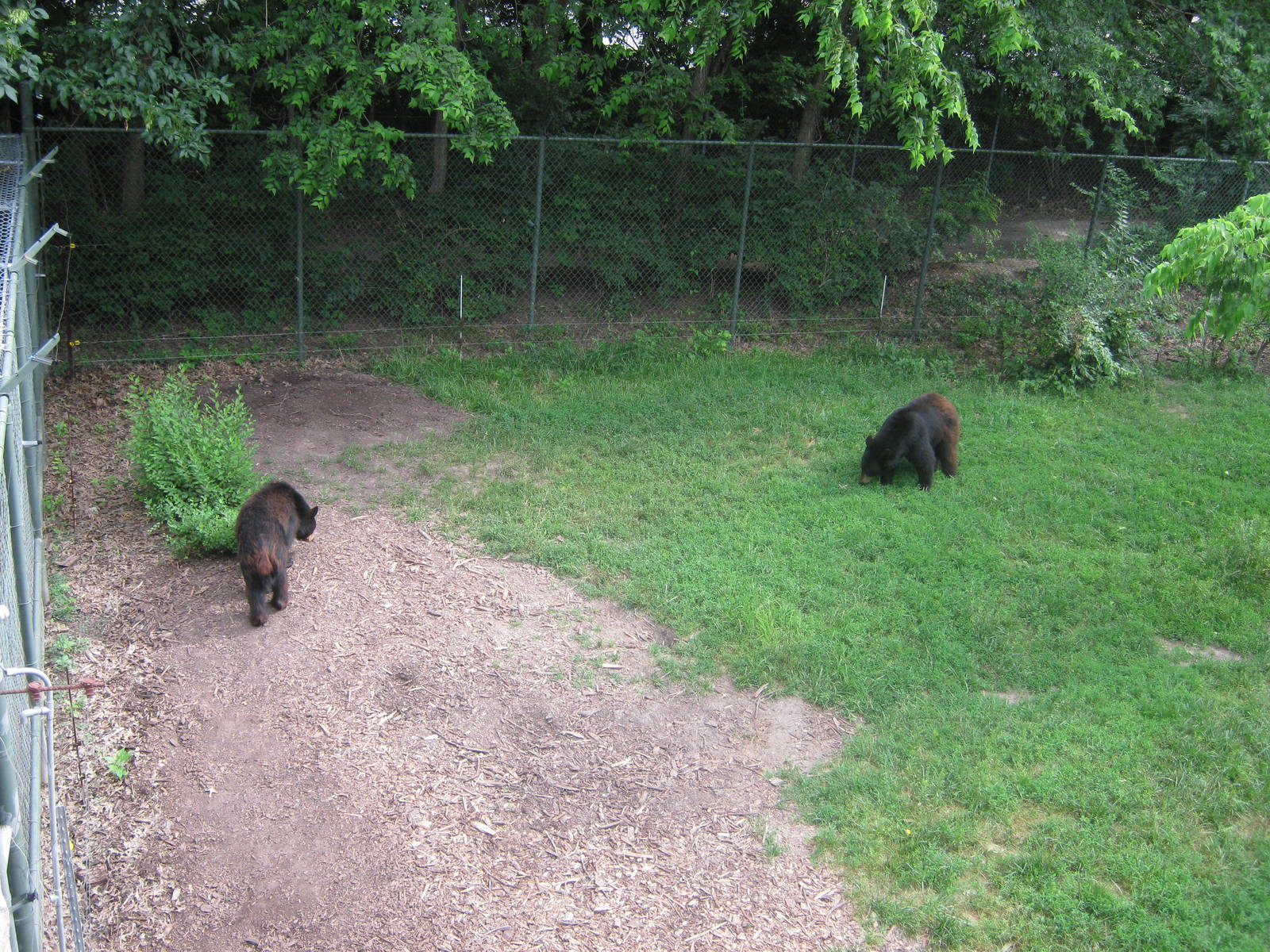 Black Bear Woods-American Black Bears