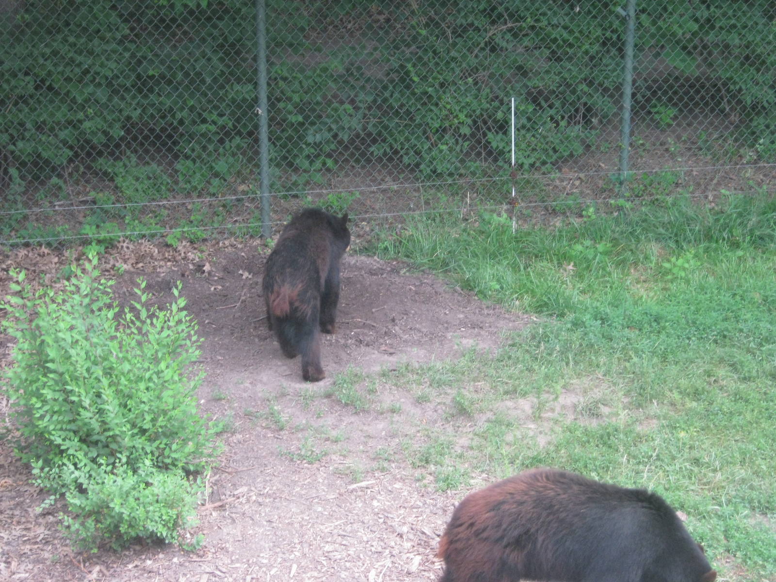 Black Bear Woods-American Black Bears