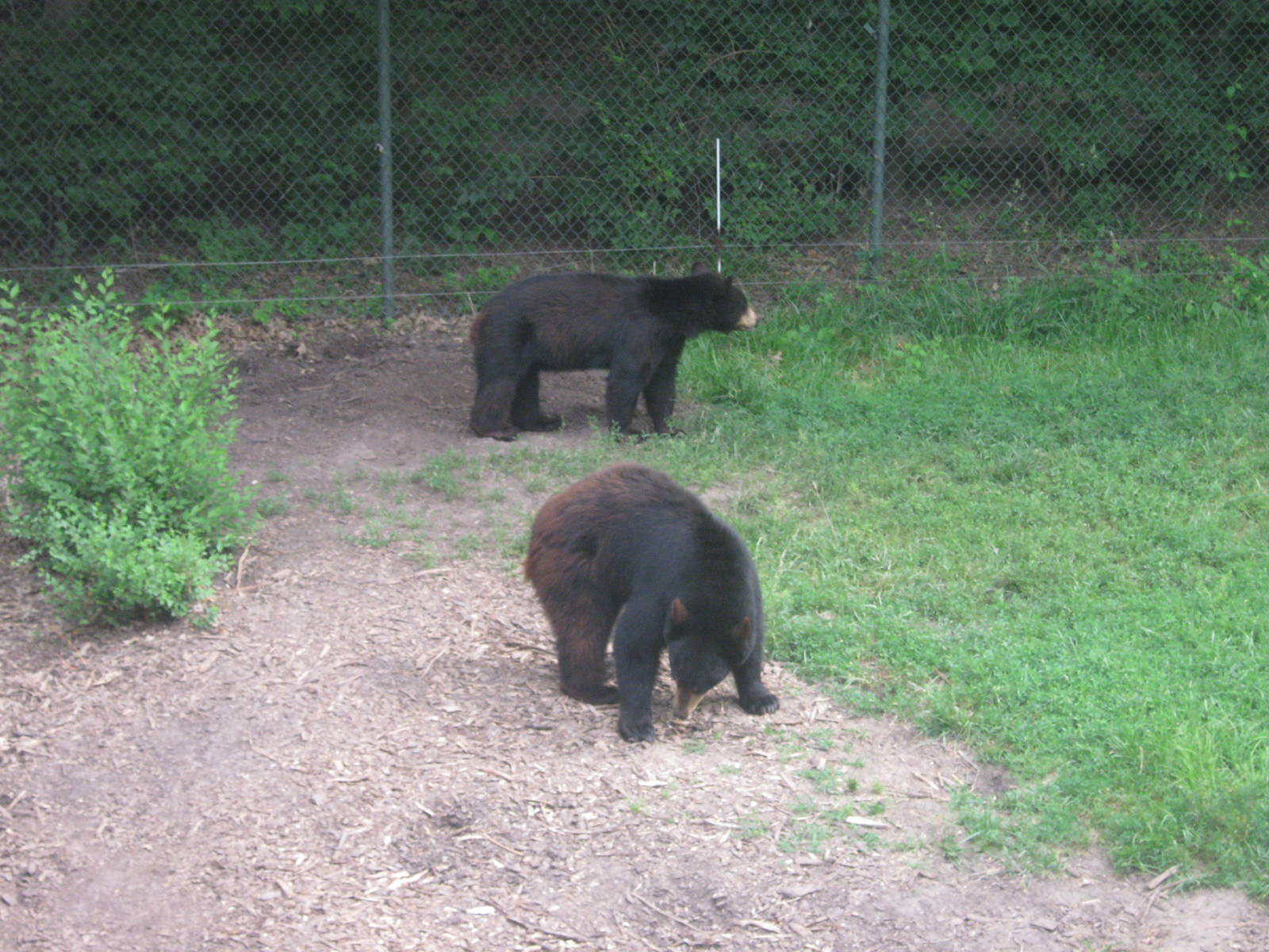 Black Bear Woods-American Black Bears