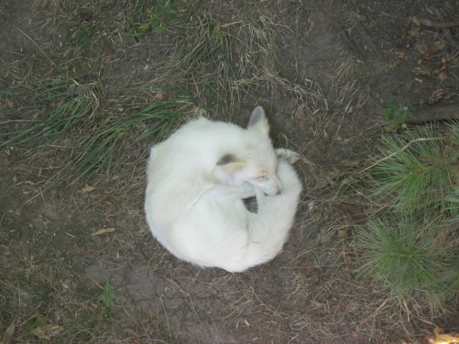 Black Bear Woods-Arctic Fox