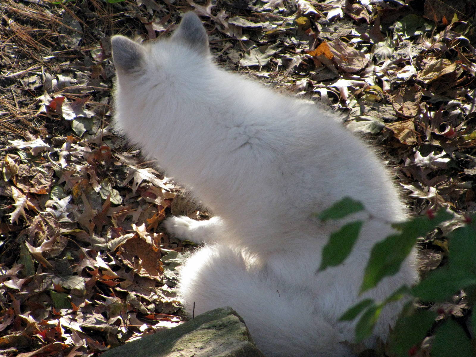 Black Bear Woods-Arctic Fox
