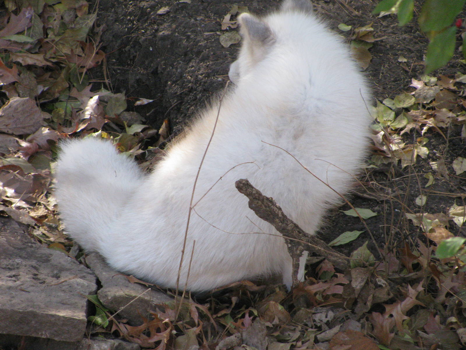 Black Bear Woods-Arctic Fox