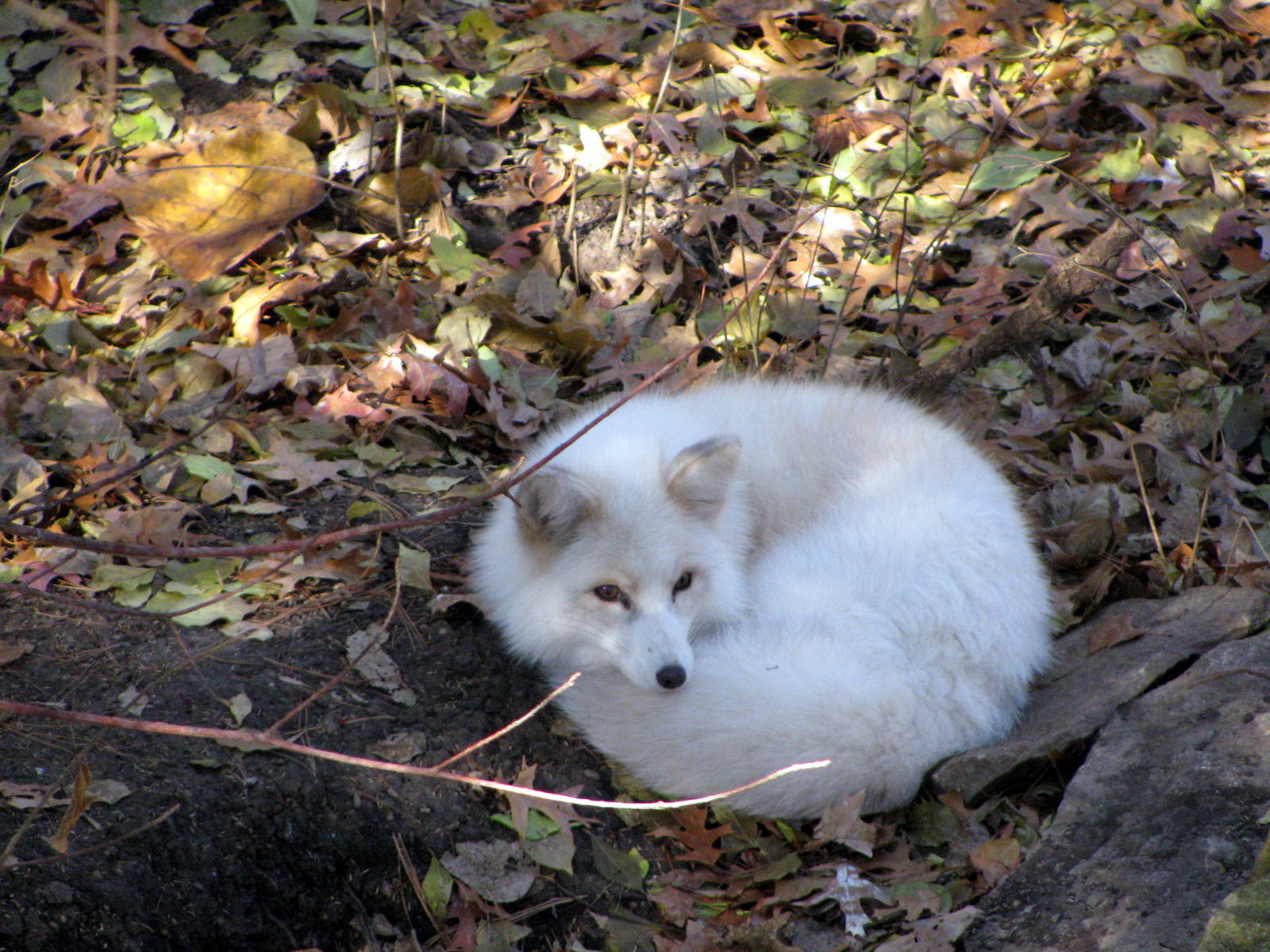 Black Bear Woods-Arctic Fox