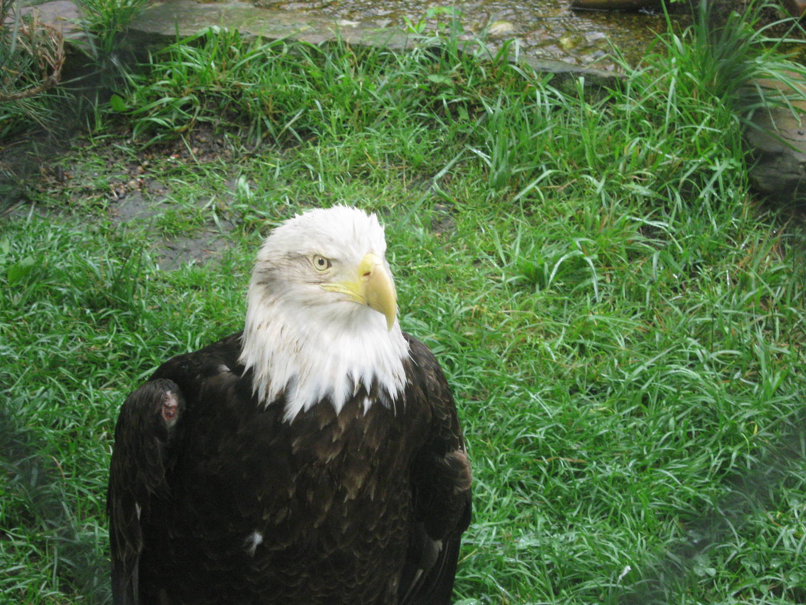 Black Bear Woods-Bald Eagle