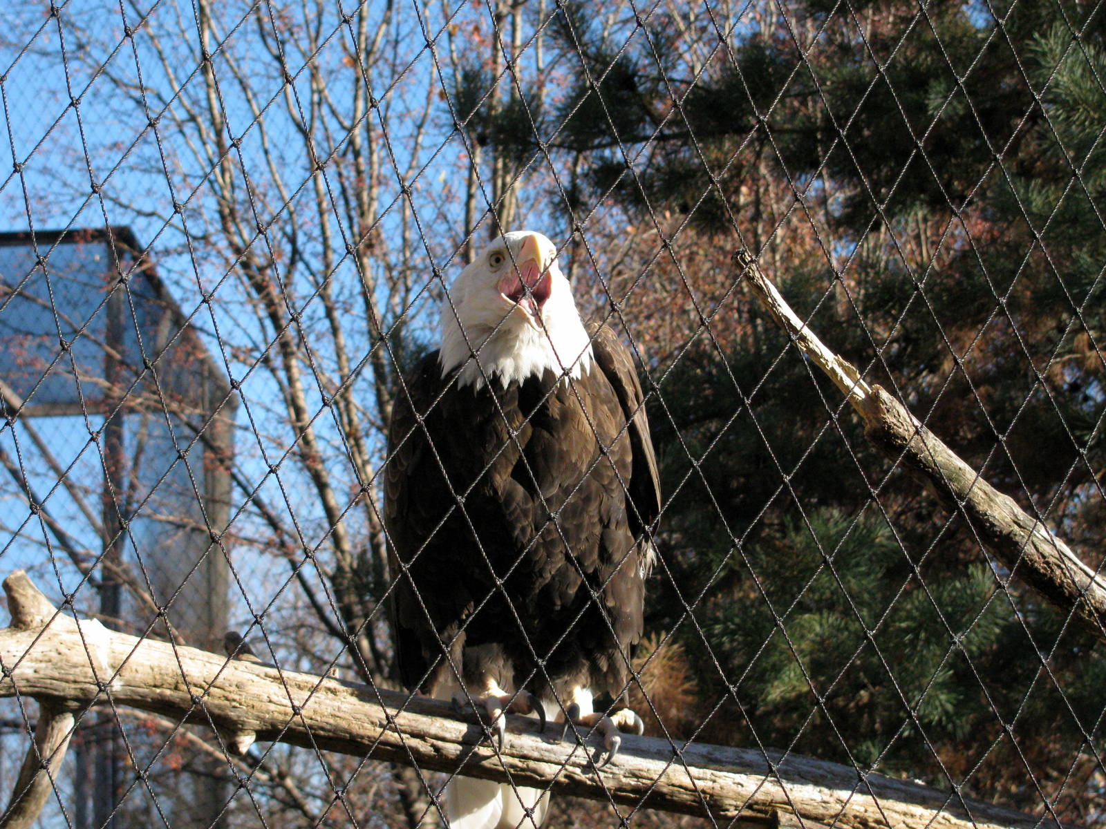 Black Bear Woods-Bald Eagle