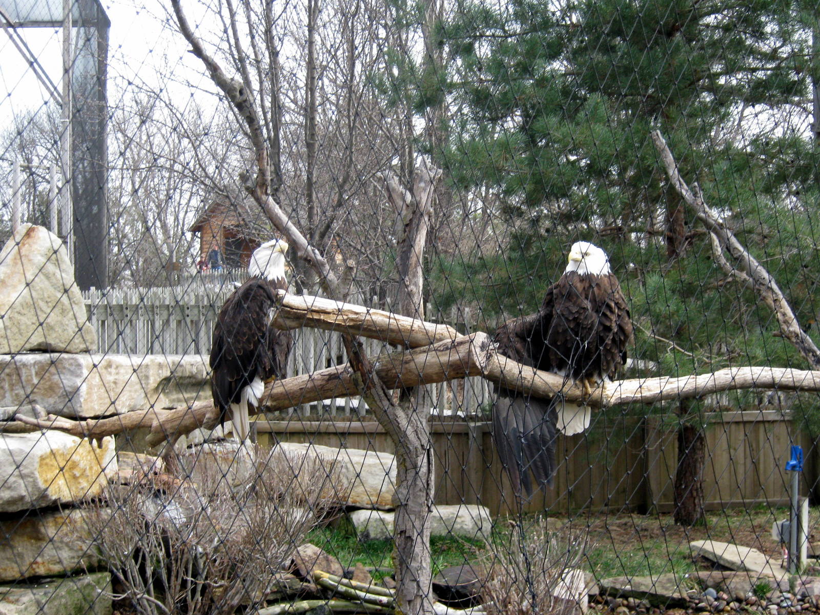 Black Bear Woods-Bald Eagles