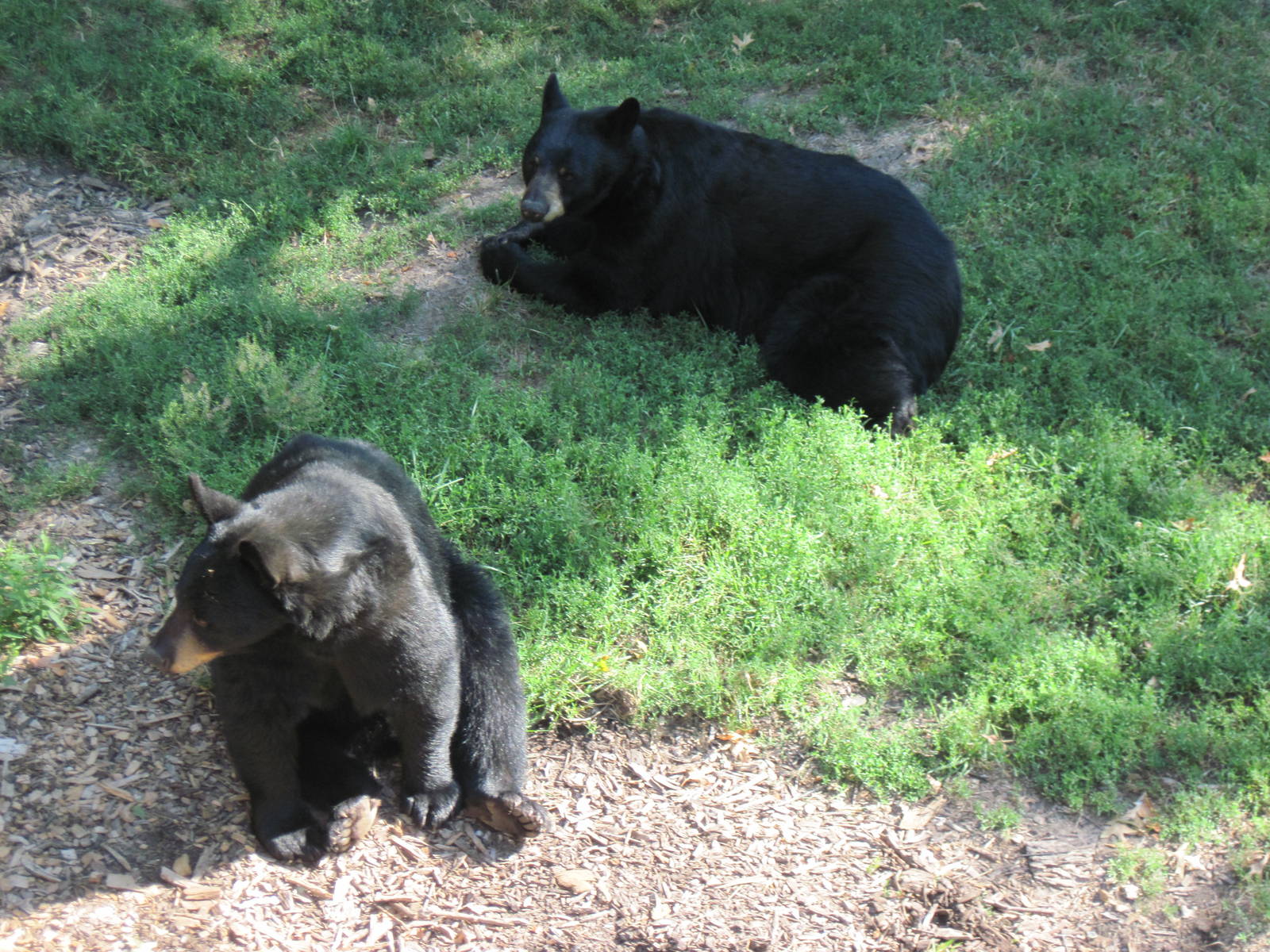 Black Bear Woods-Black Bears
