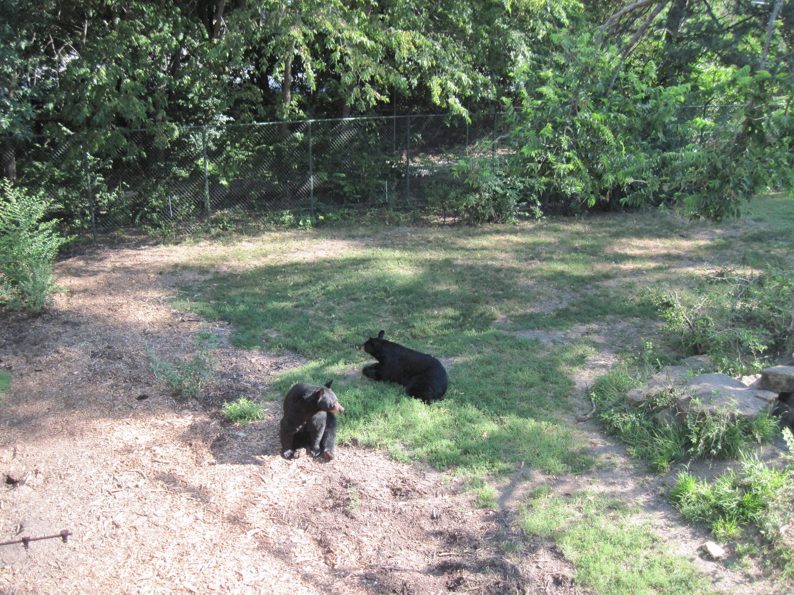 Black Bear Woods-Black Bears