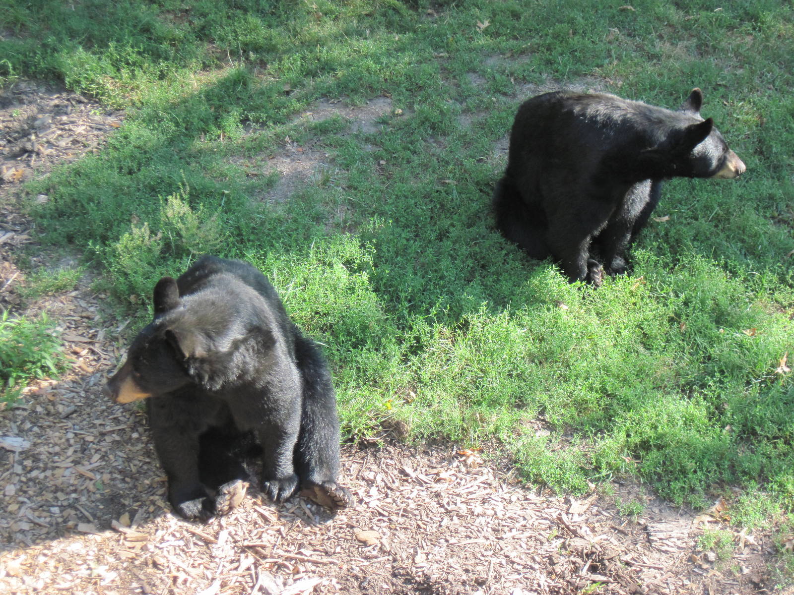 Black Bear Woods-Black Bears