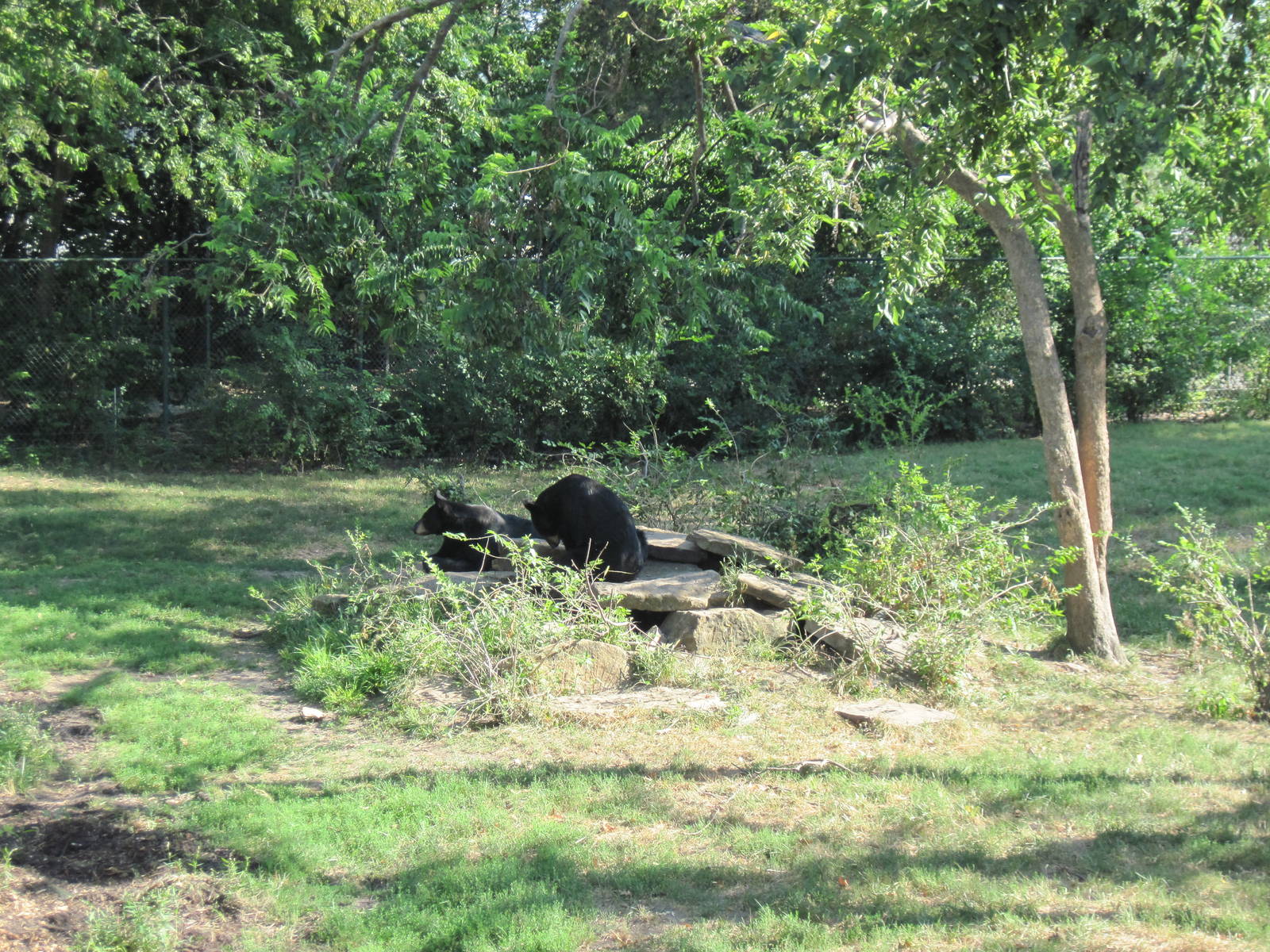 Black Bear Woods-Black Bears