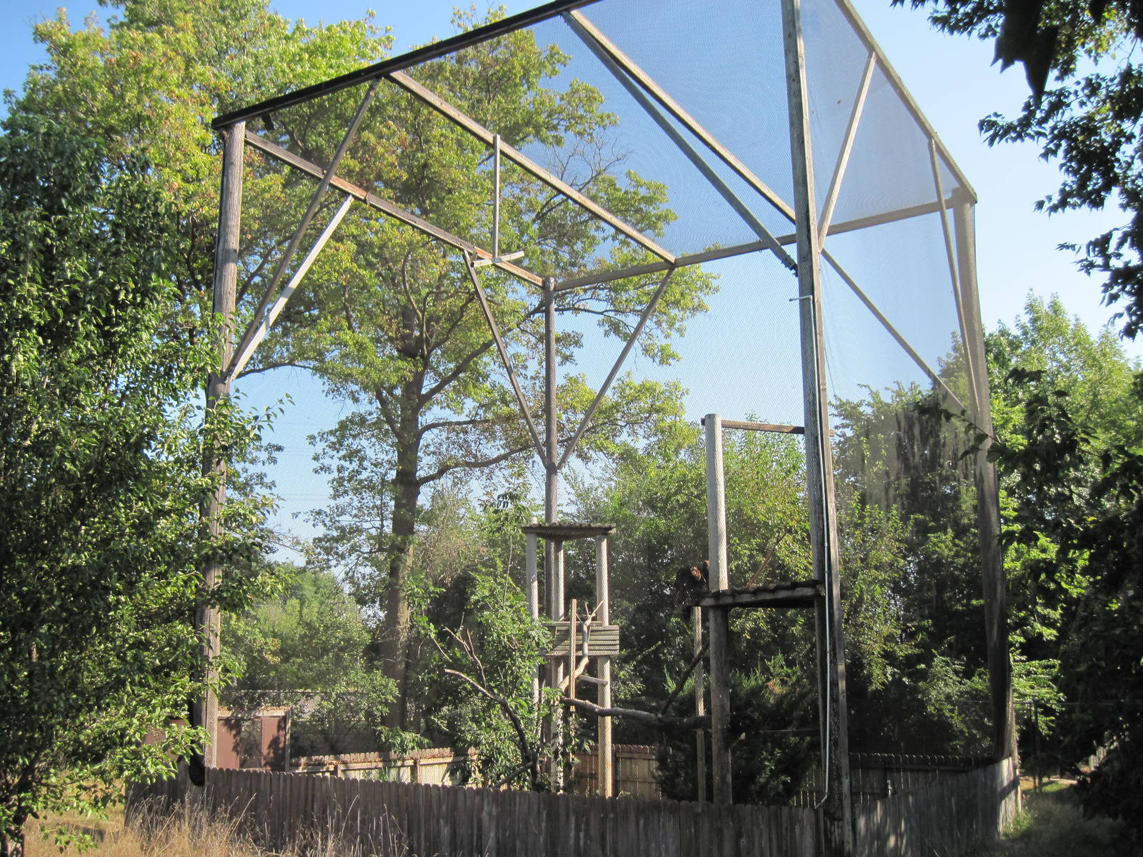 Black Bear Woods-Golden Eagle Exhibit