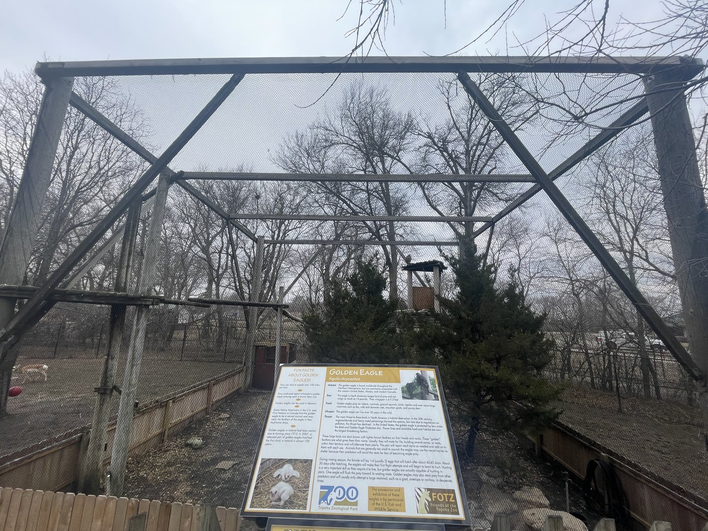 Black Bear Woods - Golden Eagle Exhibit