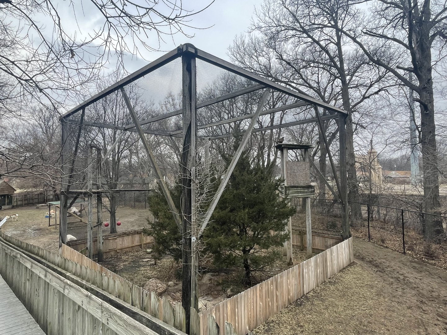 Black Bear Woods - Golden Eagle Exhibit