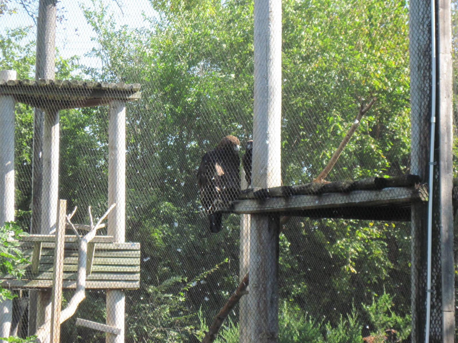 Black Bear Woods-Golden Eagles