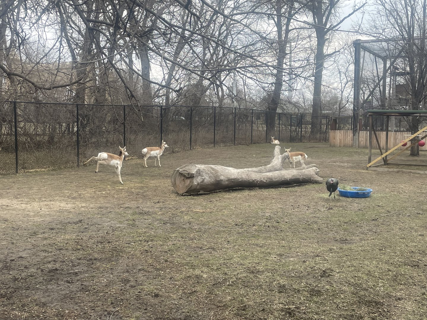 Black Bear Woods - Pronghorn Exhibit