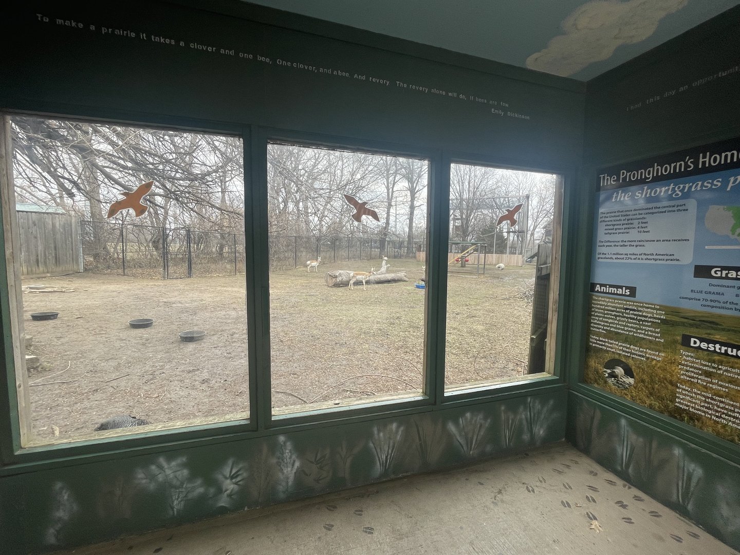 Black Bear Woods - Pronghorn Viewing