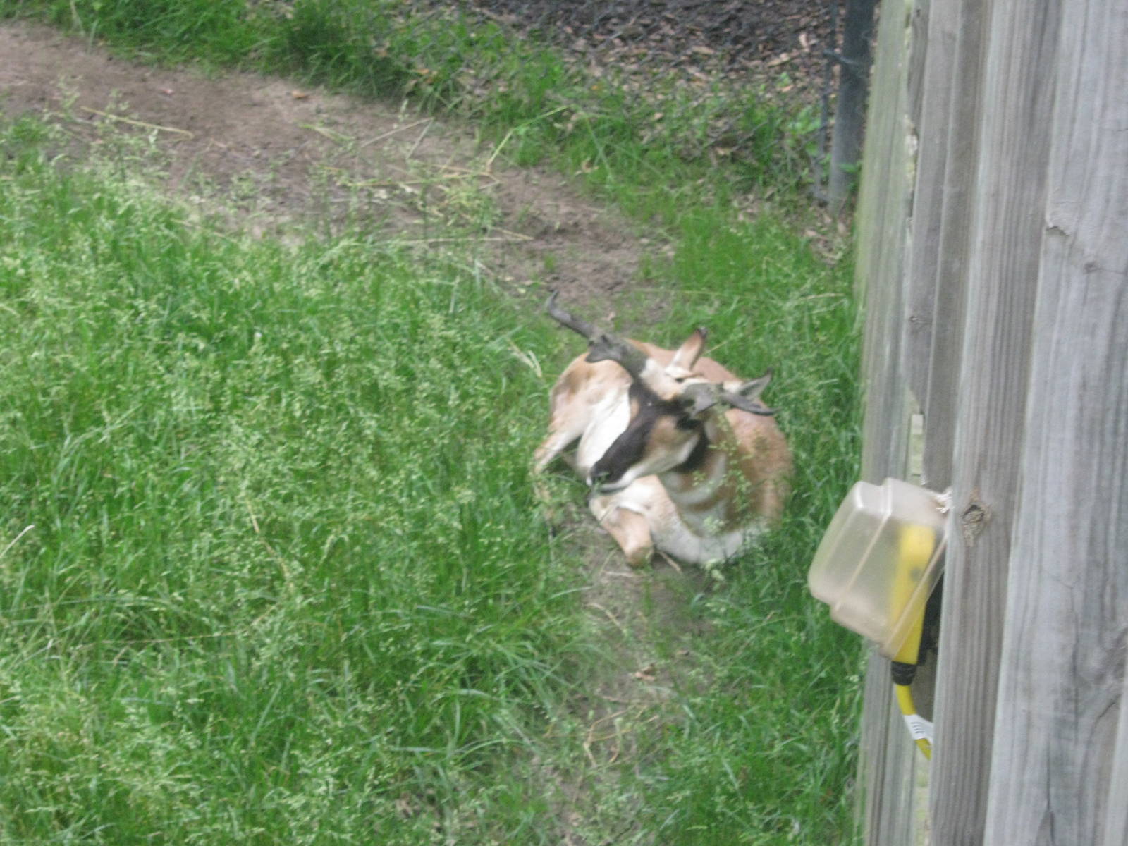 Black Bear Woods-Pronghorn