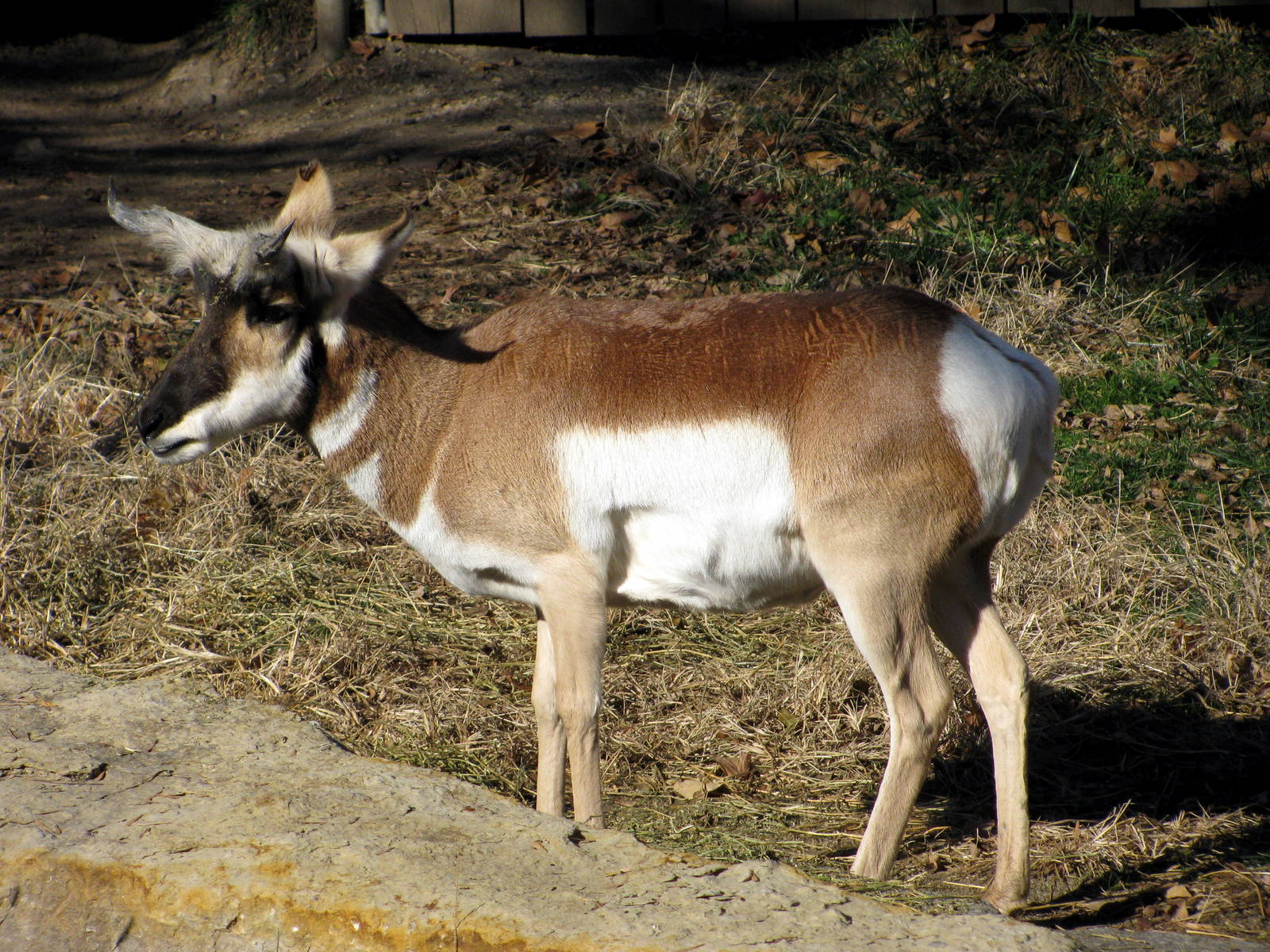 Black Bear Woods-Pronghorn