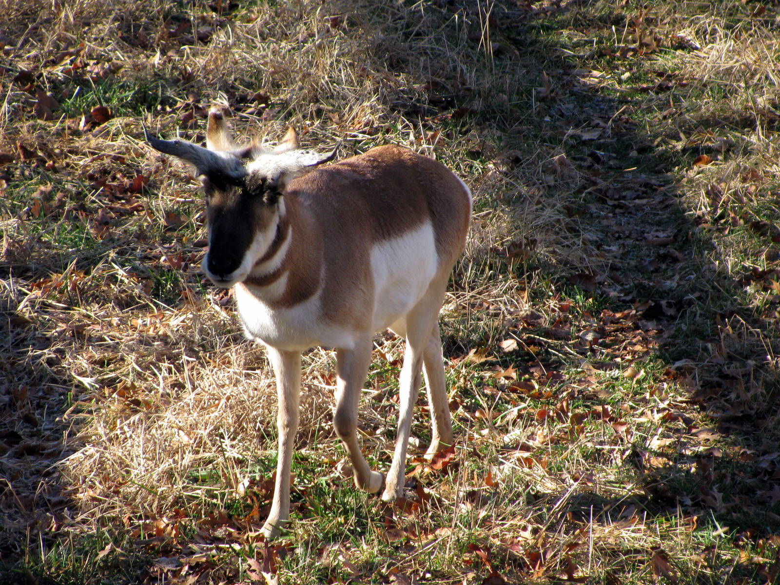 Black Bear Woods-Pronghorn