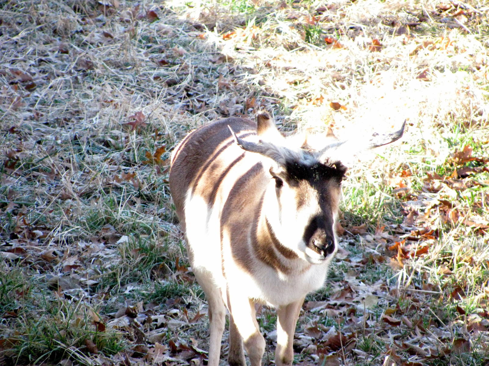 Black Bear Woods-Pronghorn