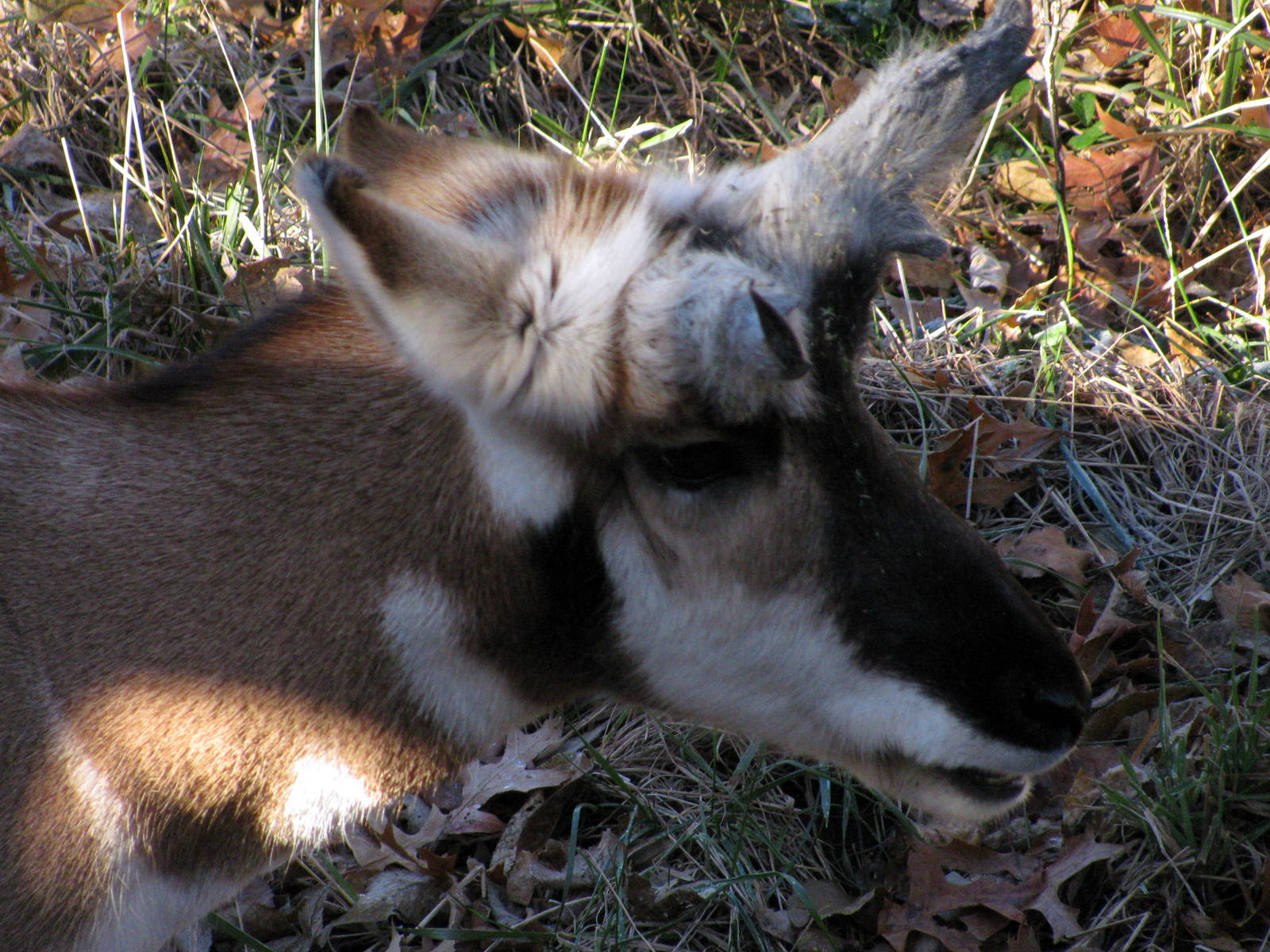 Black Bear Woods-Pronghorn