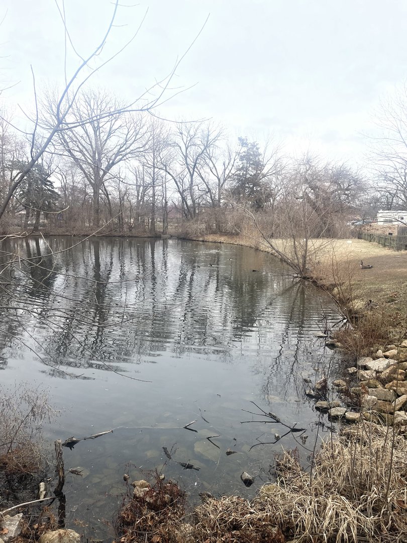 Black Bear Woods - Waterfowl Pond