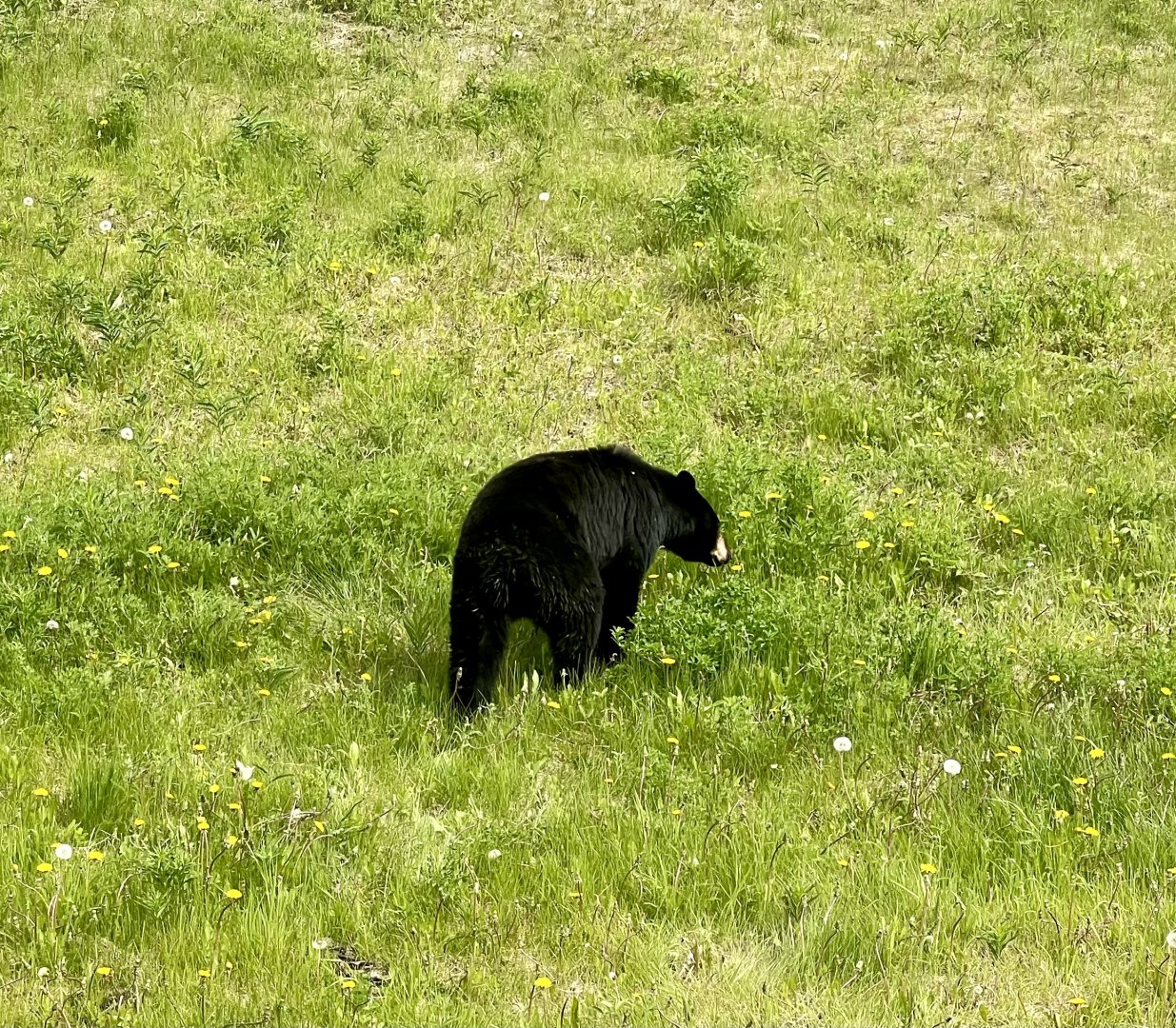 Black Bear - Yukon