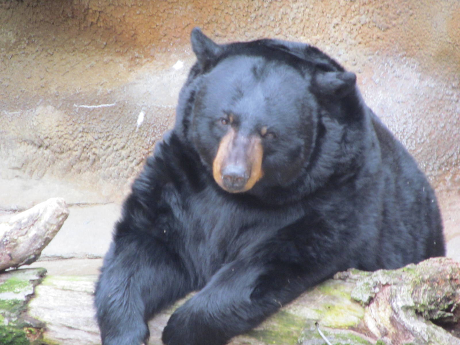 Black Bear