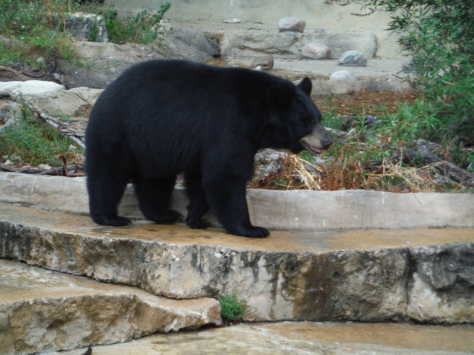 Black bear