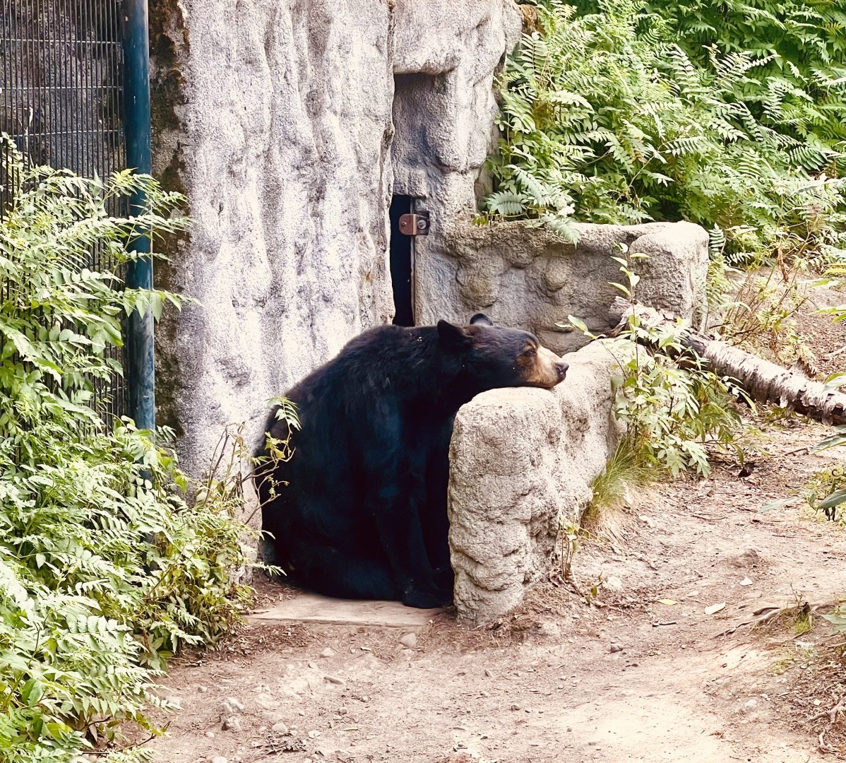 Black Bear