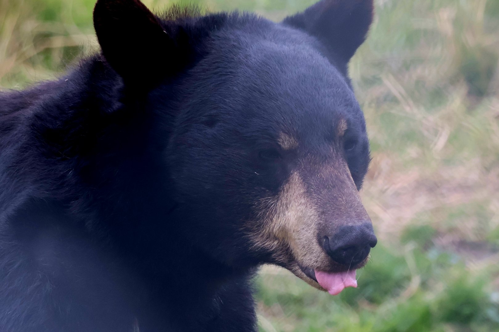 Black Bear