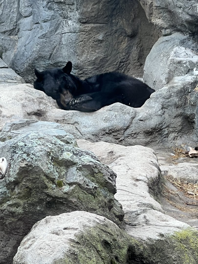 Black Bear