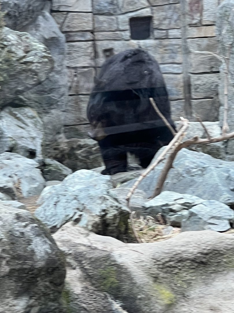 Black Bear