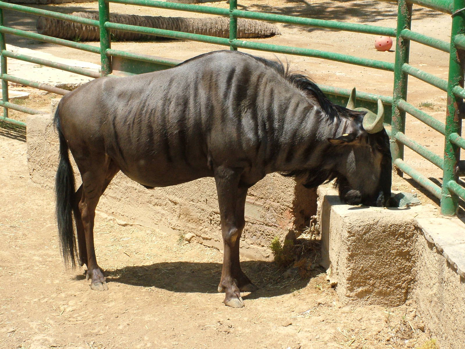 Black-bearded Brindled Gnu at Barcelona, 30/05/11
