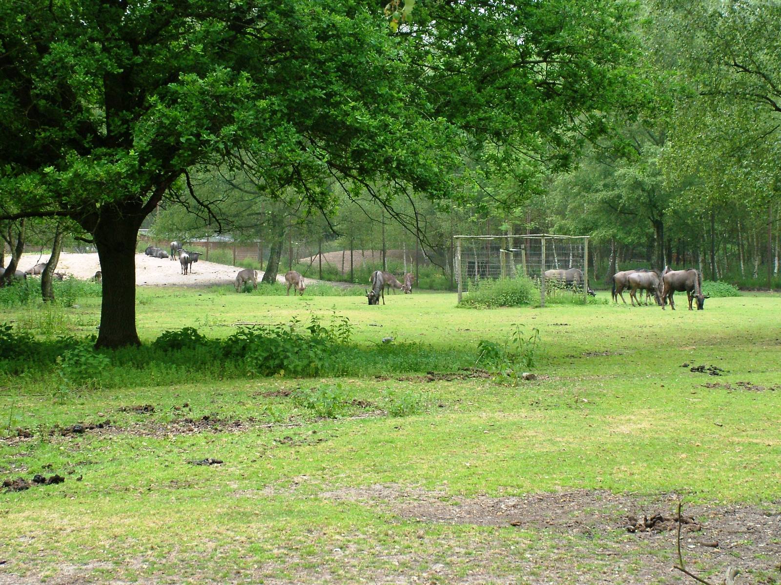 Black-bearded Brindled Gnu at Beekse Bergen, 31/05/12