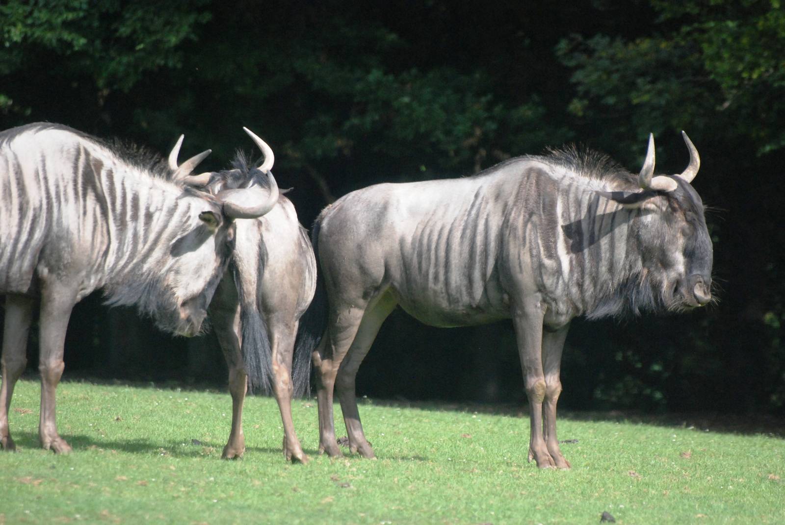 Black-bearded Brindled Gnu at Dvur Kralove, 27/08/12