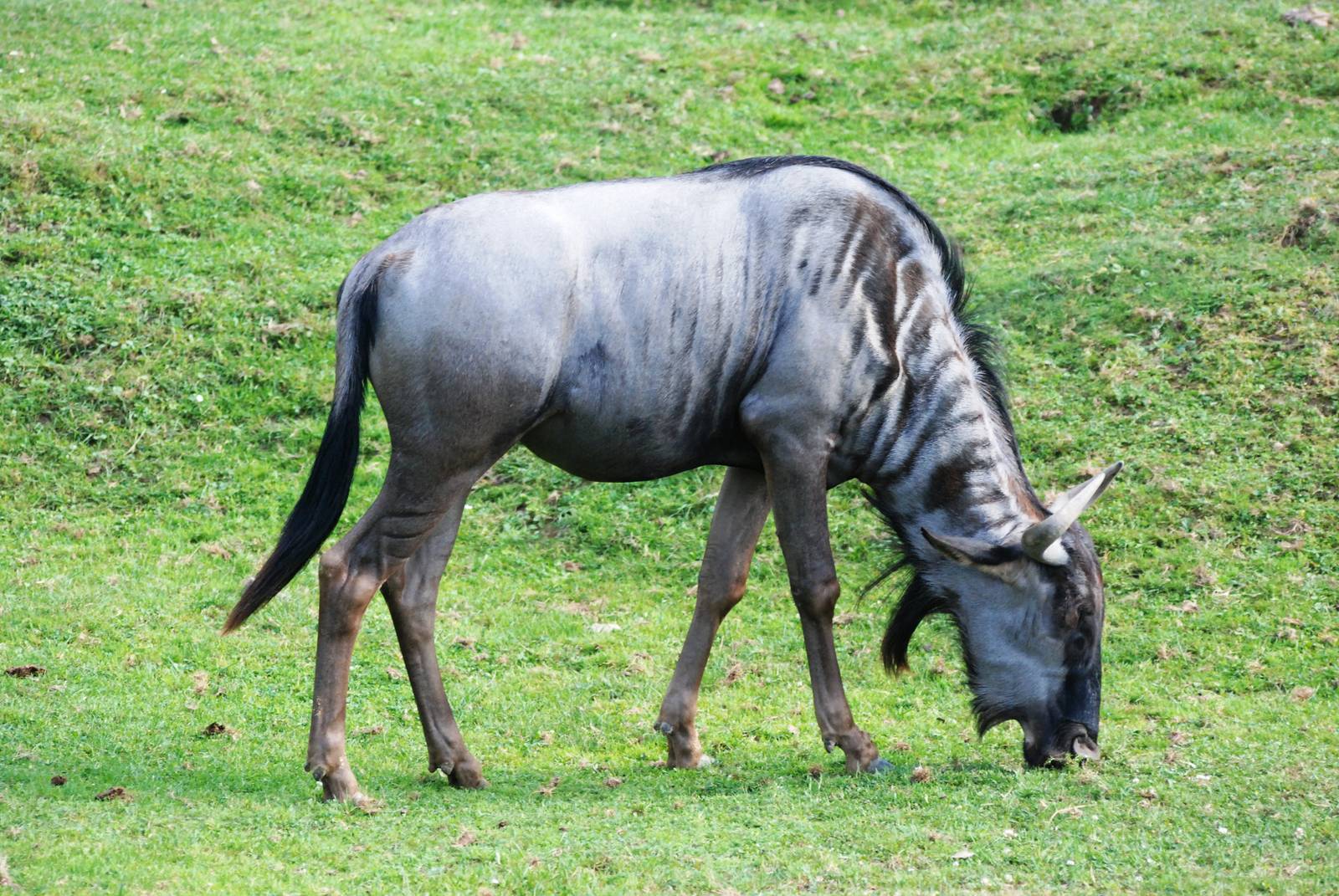 Black-bearded Brindled Gnu at Dvur Kralove, 27/08/12