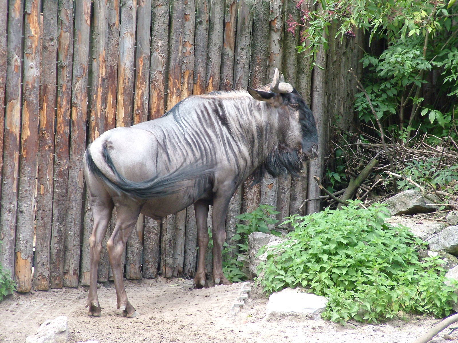 Black-bearded Brindled Gnu at Landau Zoo, 04/09/10