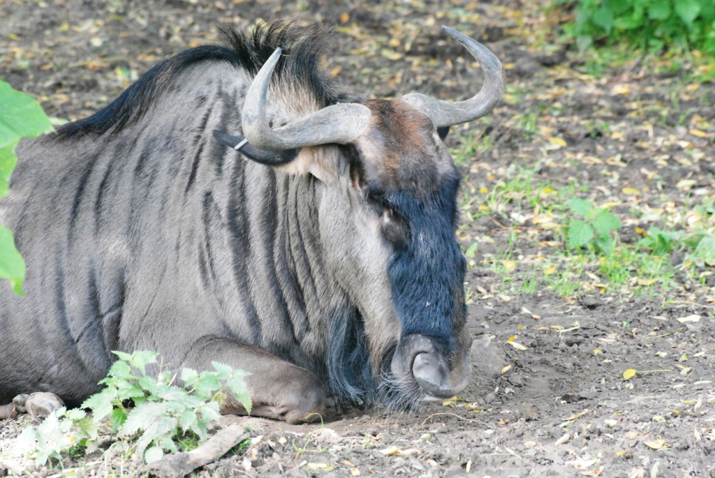 Black-bearded Brindled Gnu at Pairi Daiza, 31/08/14