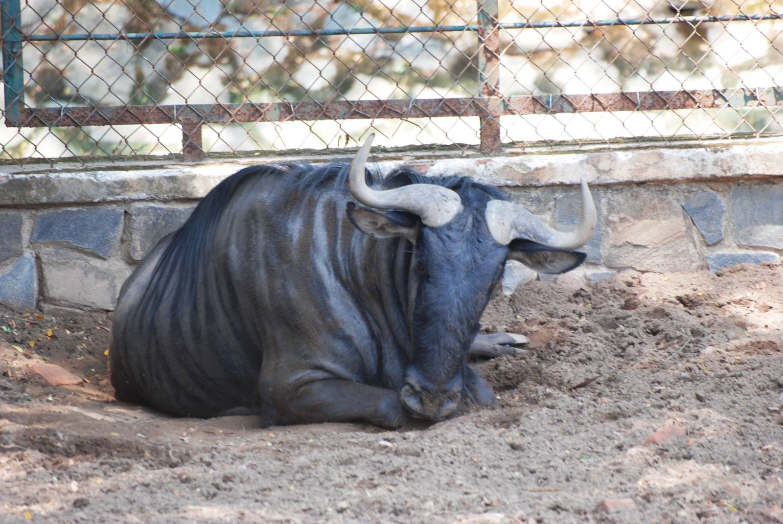 Black-bearded Brindled Gnu at Saigon Zoo, 16/03/12