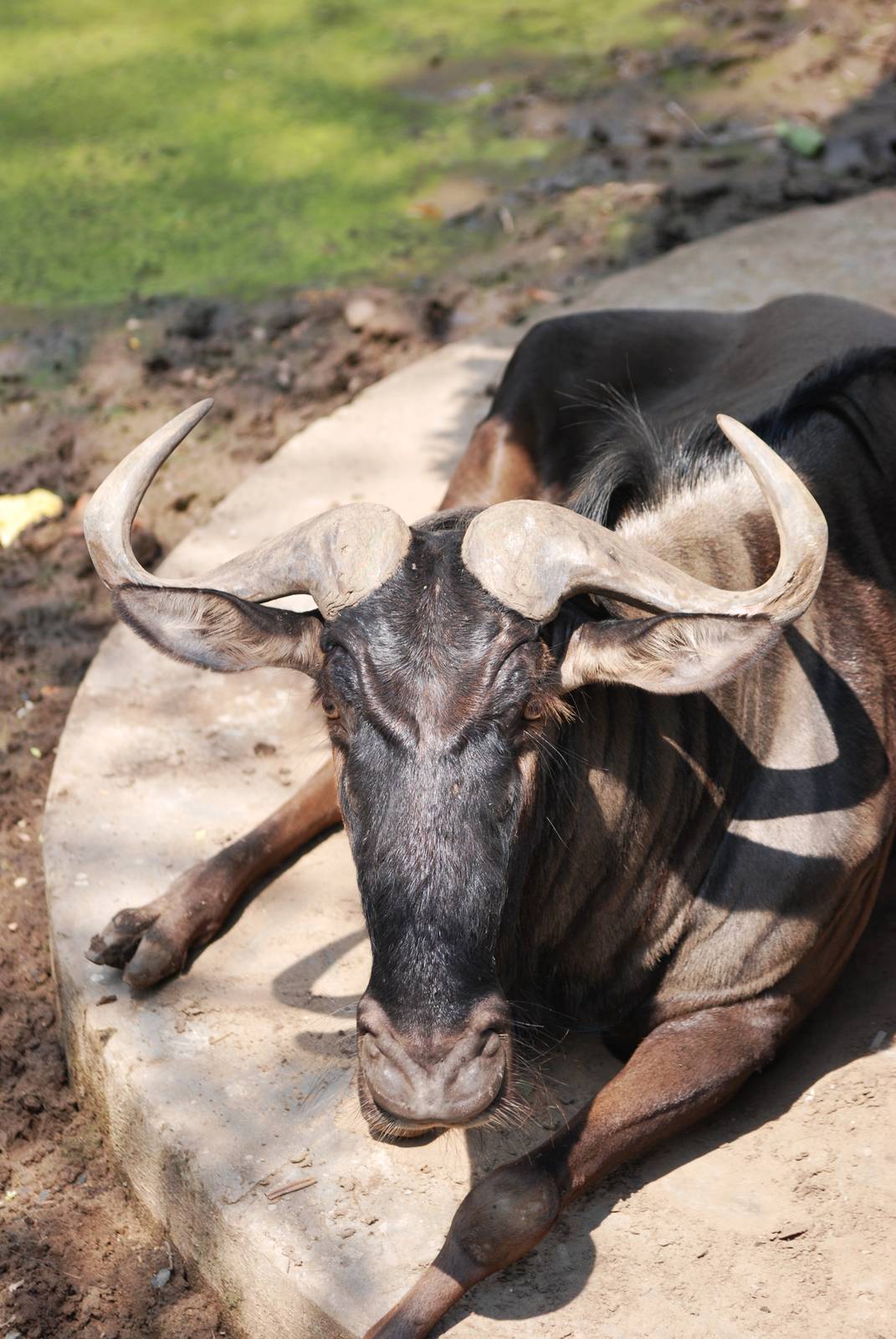 Black-bearded Brindled Gnu at Saigon Zoo, 16/03/12
