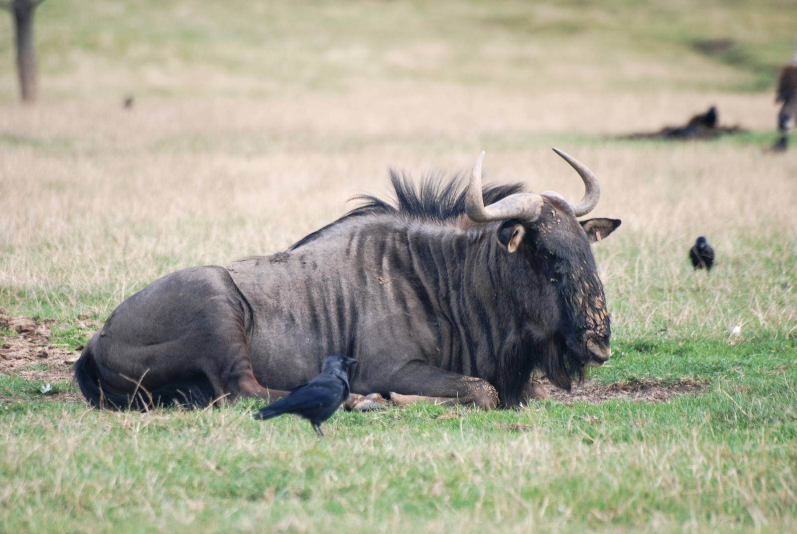 Black-bearded Brindled Gnu at Woburn, 01/09/13