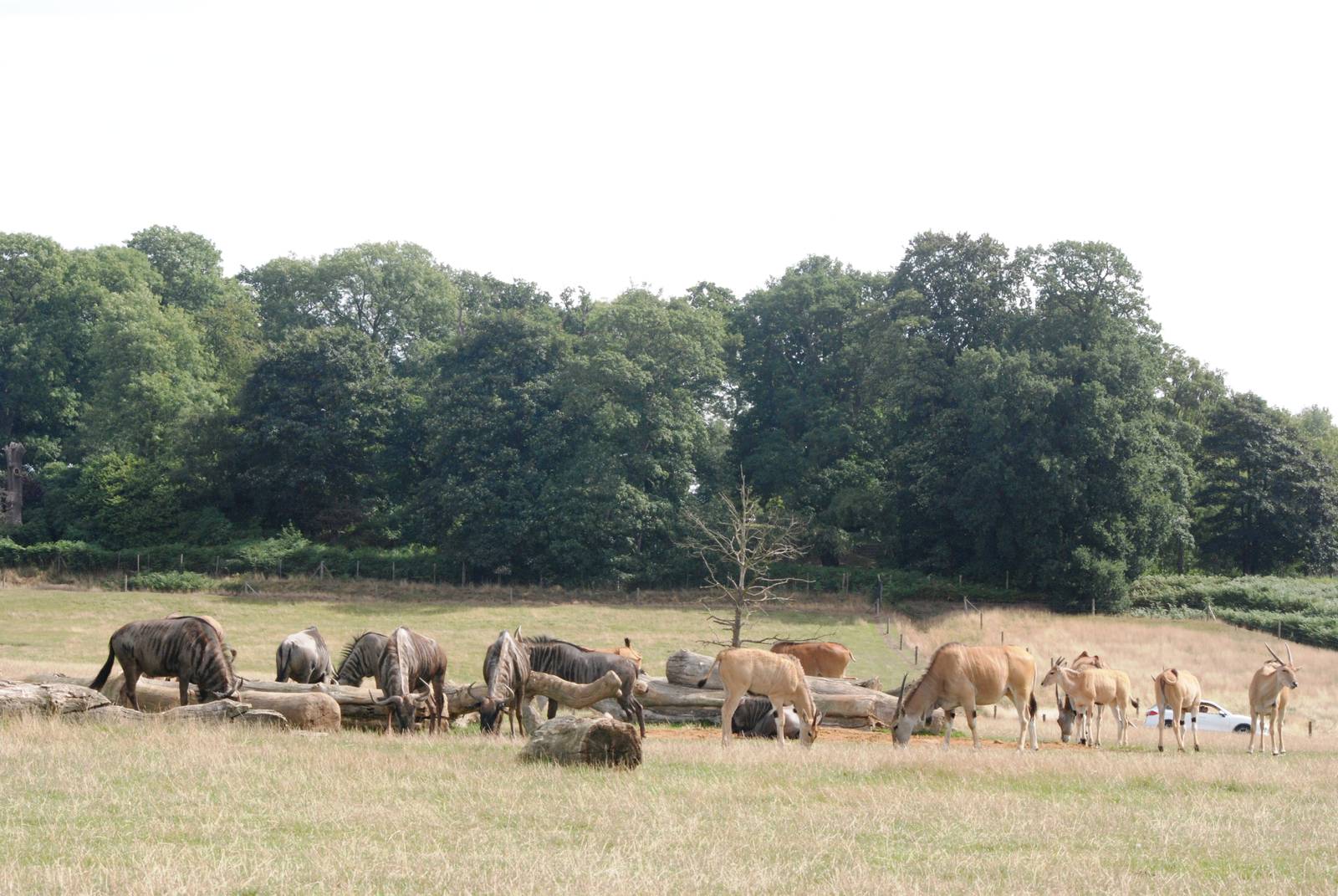 Black-bearded Brindled Gnus and Common Eland at Woburn, 01/09/13