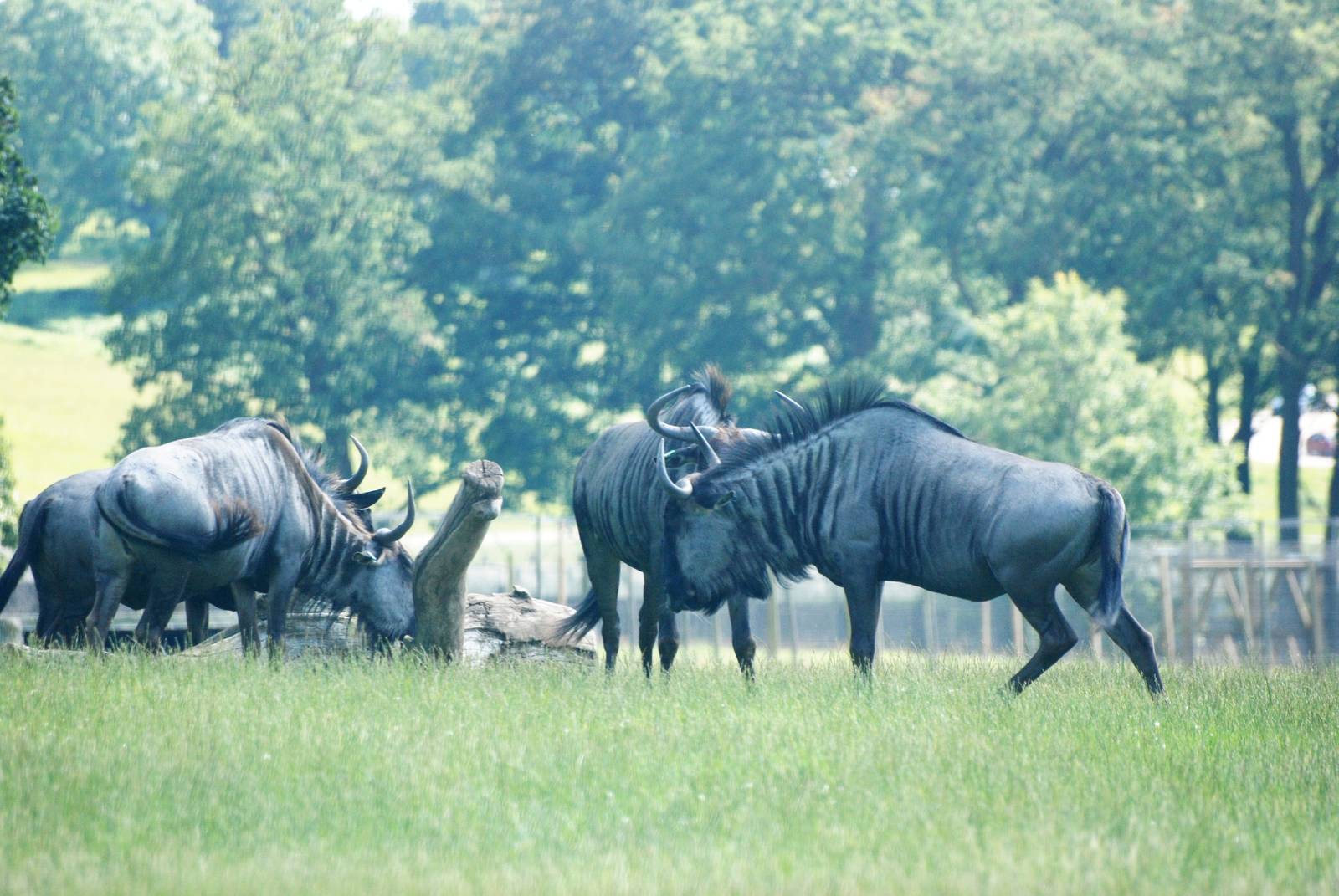 Black-bearded Brindled Gnus at Woburn, 22/07/12